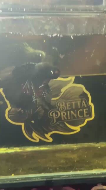 Video from Betta Prince's post