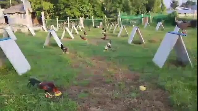 Video from CBB GF's post