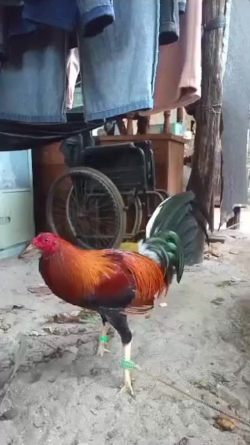 Video from TONI CORAÑES's post
