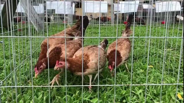 Video from Bance Cawicaan's post