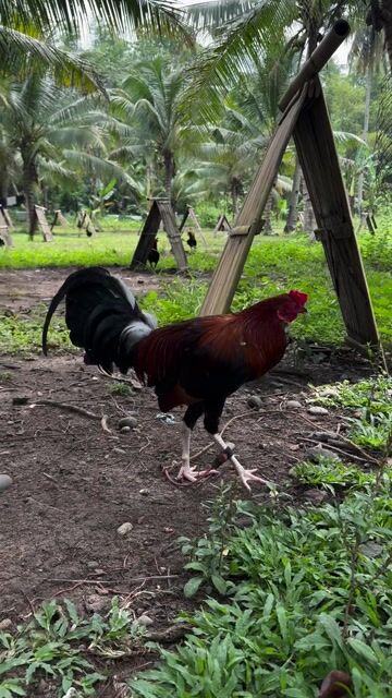 Video from Manuel Ernico Dulay's post