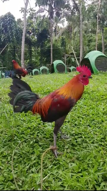 Video from BDM NHOI GAMEFARM's post