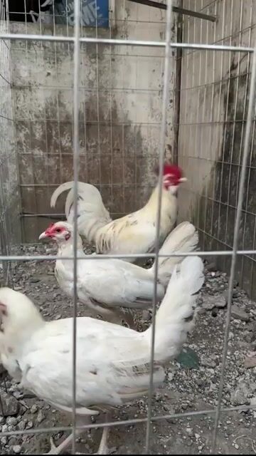 Video from KPALS's post