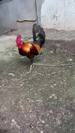 Video from AL Irlanda's post