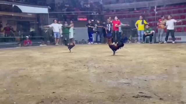 Video from JSC Diamond Gamefarm's post