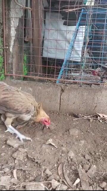Video from E.A. Surtido gf's post