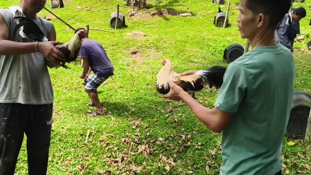 Video from King Cyrus Gamefarm Cebu's post