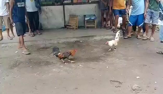 Video from Percydrake Gamefarm's post