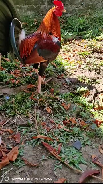 Video from King burdagol Gamefarm's post
