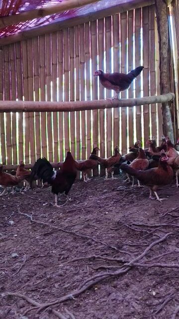 Video from WildSide Rooster Gamefarm's post