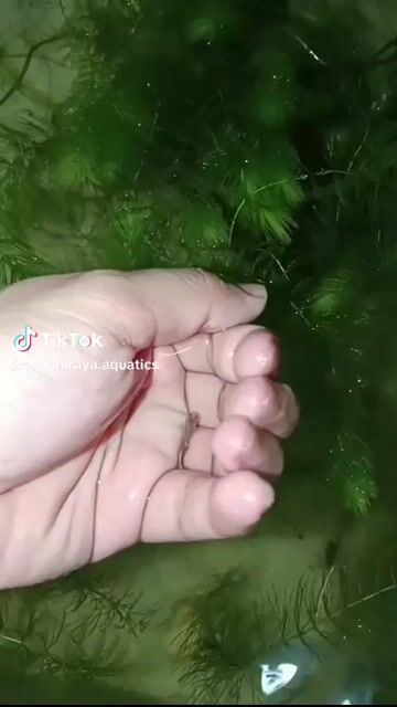 Video from Adrian Yuzon's post