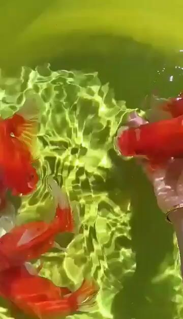 Video from Fishy Twishy's post