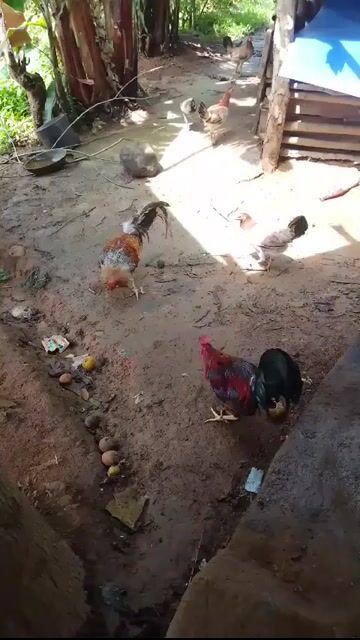 Video from Jomer Dacillo's post