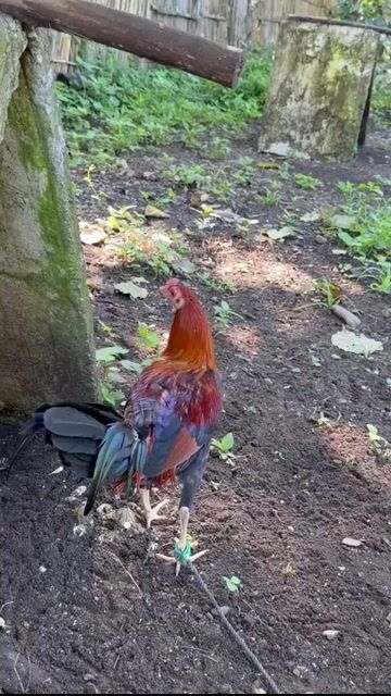 Video from JFL Sta Lucia Gamefarm's post