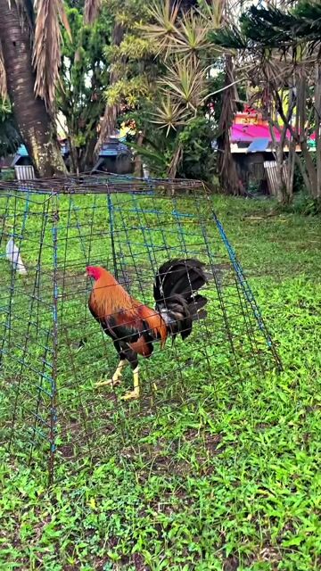 Video from Mark Jay Zuela's post