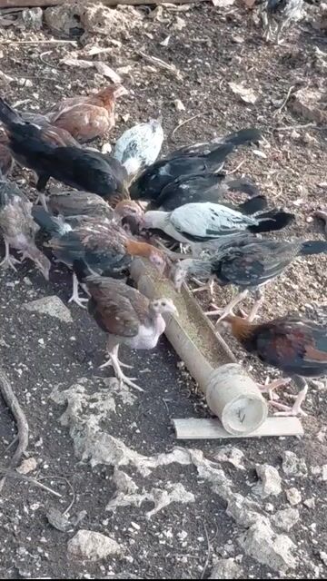 Video from MS8 SIGBIN FARM's post