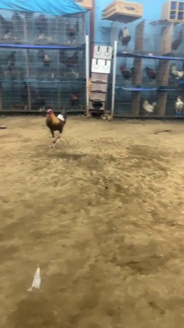 Video from Jed Bentulan's post