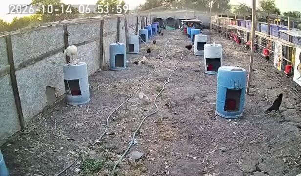 Video from Starcey GameFarm's post