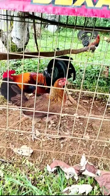 Video from 🐓RJLaiD PointBreak GF🐓's post