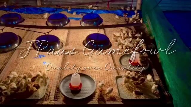 Video from JPaas Gamefowl's post