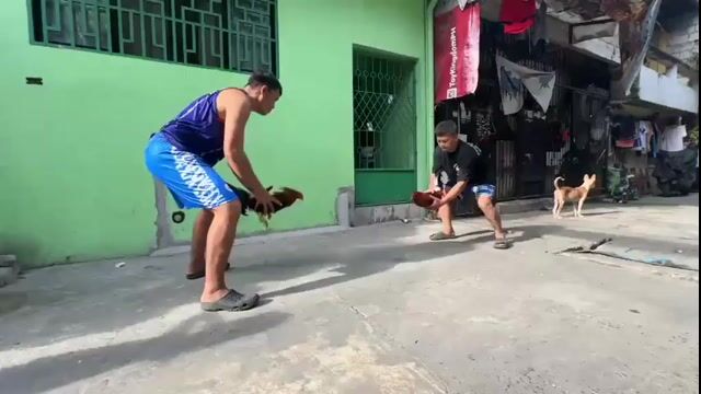Video from Double wings gameyard's post