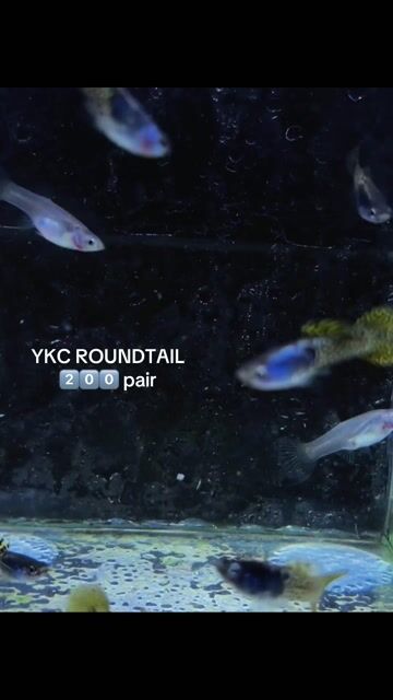 Video from FISH AND TUBS's post