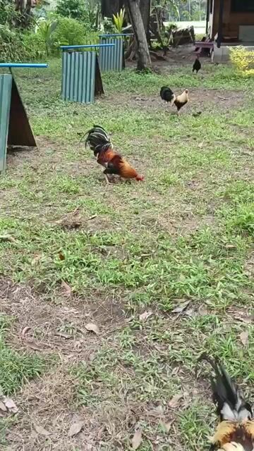 Video from LAC GAMEFOWLS's post