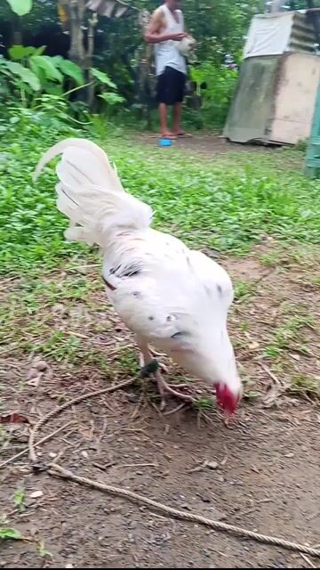 Video from AGP BRIGHT BIRD's post