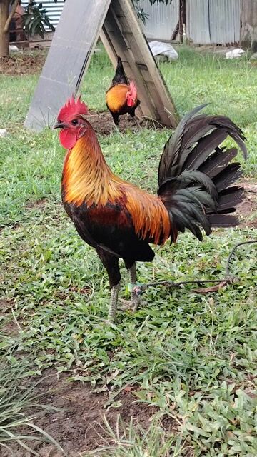 Video from Manok Ni Hamog's post