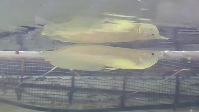 Video from KyusiGarageAquatics's post