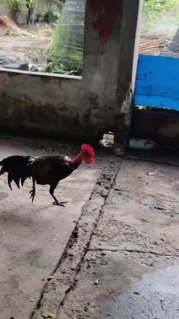 Video from Ralph Anthony Sta Maria's post