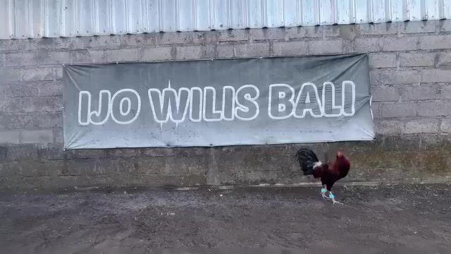 Video from VOV Paos Hatch Pedigree Warrior's post