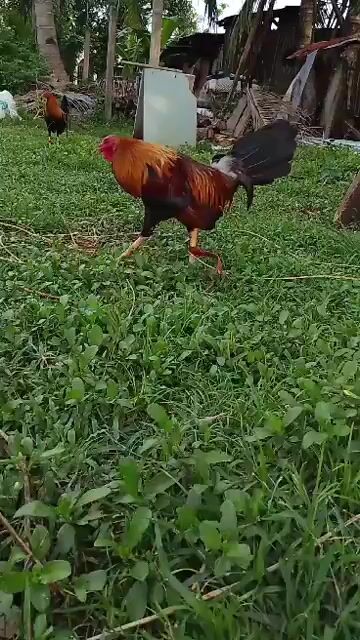 Video from TrebNathan08's post