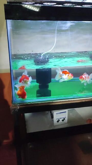 Video from Finly Betta Fish - Valenzuela City's post
