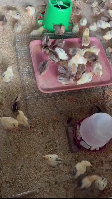 Video from Joseph Lopez's post