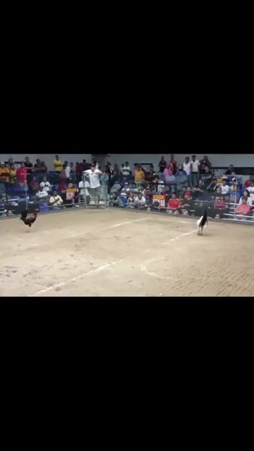 Video from JT Red Dragon Gamefarm's post