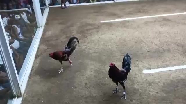 Video from Paulino Ibarra Lozano's post