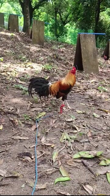 Video from JMC 1S1K Gamefarm's post