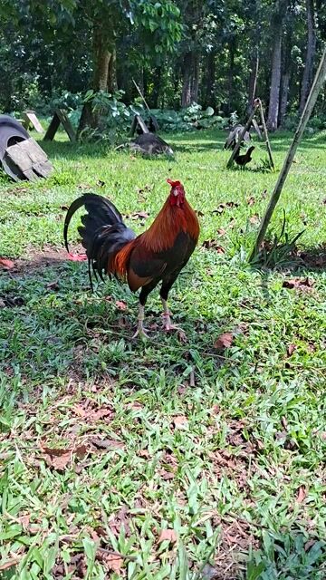 Video from ACV SUPERVEL GAMEFARM's post
