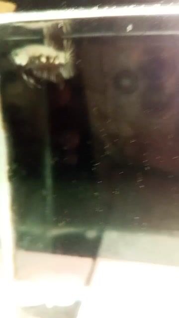 Video from Kyle Anthony Buladaco's post