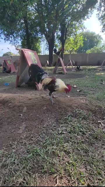 Video from mark g's post