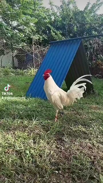 Video from CJ Diaz GameBirds's post