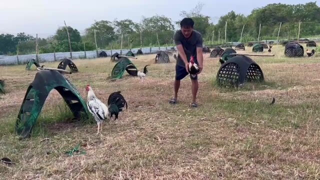 Video from McRoad Islander GameFarm's post