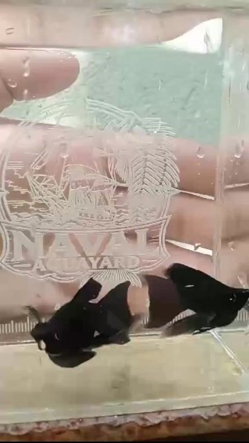 Video from Vien Carlos Bicos's post