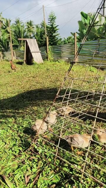 Video from Aizen Gamefowl's post