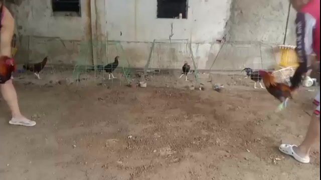 Video from Bisdak Warriors's post