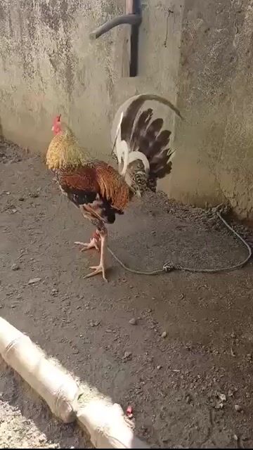 Video from Mark Baluyut's post