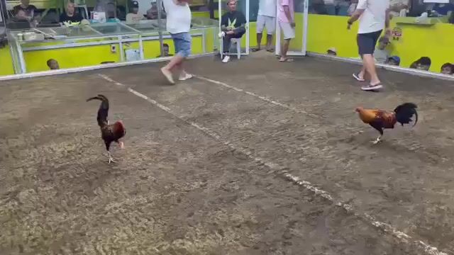 Video from Gerald Zara's post