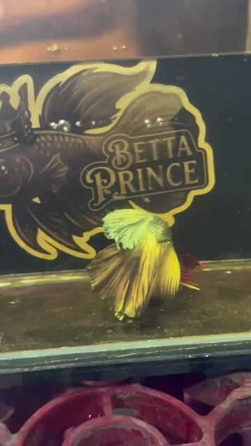 Video from Betta Prince's post