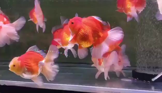 Video from Fishy Twishy's post